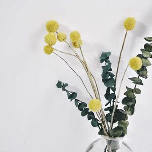 满98包邮 温暖的黄金球干花 永生花