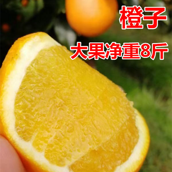 橙子新鲜脐橙水果8斤包邮当季甜橙应季时令水果非果冻橙爱媛褚橙