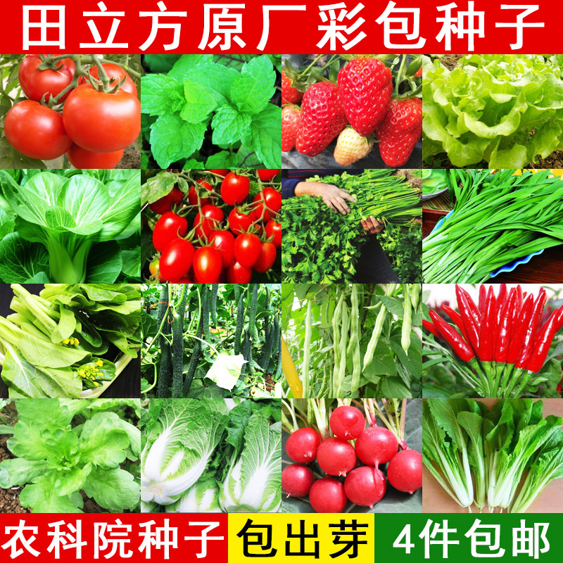 蔬菜种子四季草莓薄荷辣椒番茄菜籽春季阳台青菜黄瓜韭菜香菜种籽