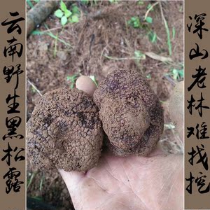 云南黑松露野生新鲜菌猪拱菌高黎贡山纯天然松露3-5cm500g