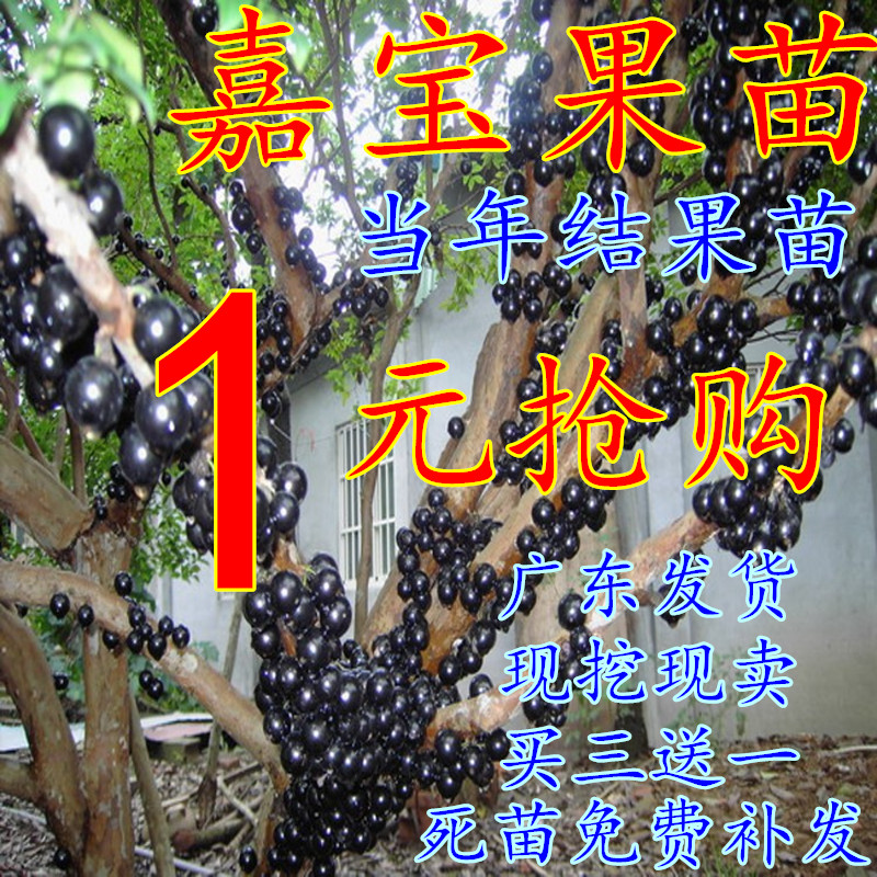 嘉宝果树苗树葡萄苗正宗台湾嘉宝果苗四季南方北方种植当年结果苗