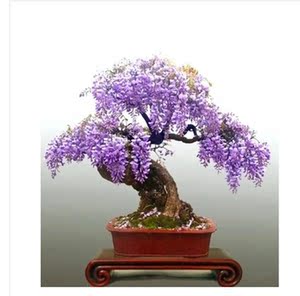  span class=h>紫藤 /span>盆景 span class=h>紫藤 /span>树桩盆景