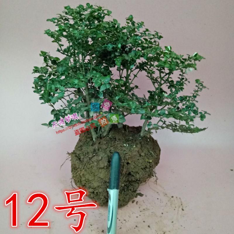 小叶虎刺微型盆景小品山水盆景绿植寿星草老鼠刺/精选丛林绣花针