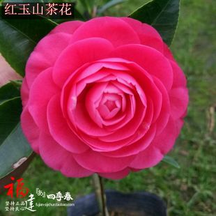 红玉山茶花树苗盆栽带花苞新品种四季花卉绿植艳红色室内正品包邮