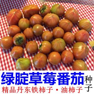 鲜阳草莓番茄种子 绿腚西红柿铁柿子 耐低温辽宁丹东东沟油柿子籽