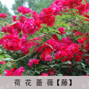 ǾޱͼƬ