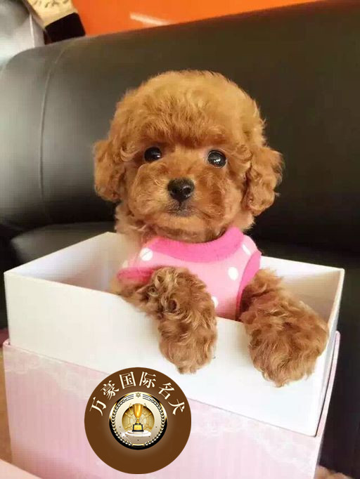 纯种血统茶杯体棕色泰迪犬幼犬 出售 赛级玩具体迷你贵宾犬幼犬