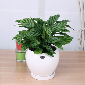 class=h>盆栽 /span>小型桌面植物翠叶竹芋耐阴办公桌 span class=h>