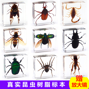 ￥88( 4折) 淘宝 蚂蚁蜜蜂 荧火虫 瓢虫 金龟子手偶玩具 小昆虫 早教