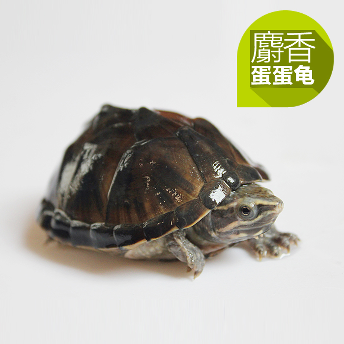 【包邮】麝香龟蛋蛋龟深水龟弓背龟钢盔帽子龟3-5cm乌龟活体宠物
