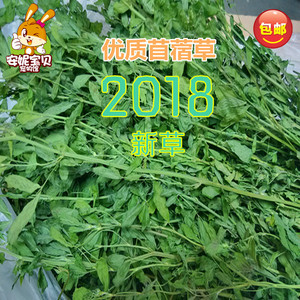 2018年 兔草 span class=h>牧草/span 兔粮 毛