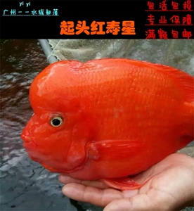【血鹦鹉活体鱼图片】血鹦鹉活体鱼图片大全_好便宜网