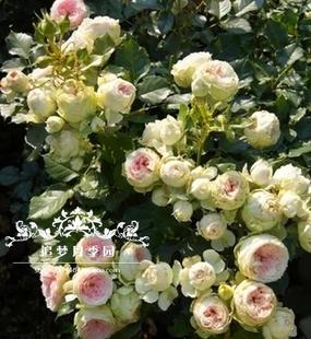欧洲月季花绒球门廊月季花灌木切花勤花好养超热门品种特别推荐