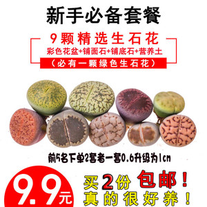 span class=h>生石花/span 多肉植物 彩色混合整盆巨划算石头花