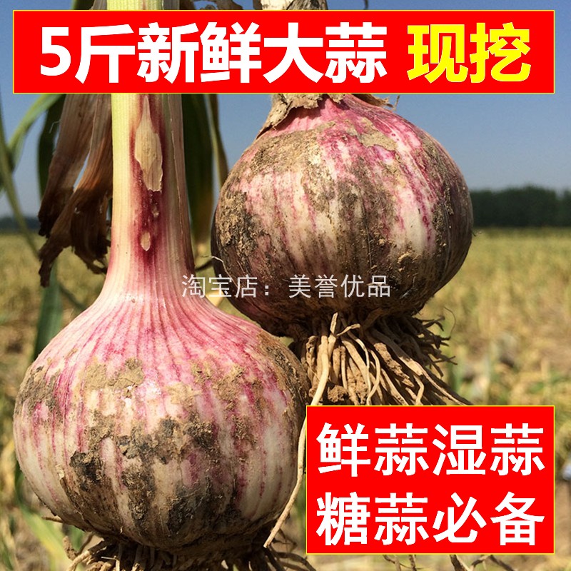 2018新鲜大蒜头 5斤鲜蒜现挖湿蒜杂交红蒜新蒜河南大蒜糖蒜泡蒜