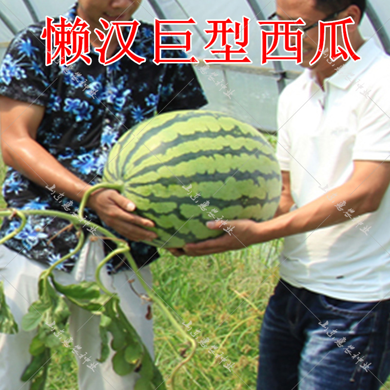 巨型早熟西瓜种籽南方特大超大春季高产懒汉麒麟王西瓜种子西瓜苗