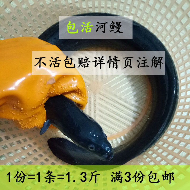 包活河鳗鲜活淡水鳗鱼1份1条1.3斤活体发货鳗鲡白鳝满3份包邮顺丰