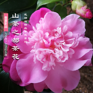 山茶之都粉色茶花苗绿植花卉盆栽阳台室内客厅花苗庭院植物热卖