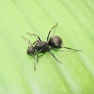 日本黑褐蚁formica japonica 宠物蚂蚁活体优惠券