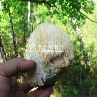 大兴安岭地区野生猴头菇干猴头正品猴头蘑干货食用菌蘑菇之王保真