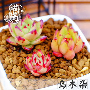 韩国多肉植物萌肉肉乌木杂多肉一物一拍黑檀汁乌木植物黄金玛利亚