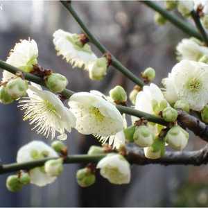 class=h>梅花 /span> 盆栽庭院植物 绿 span class=h>梅花 /span>苗绿