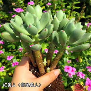 红美人老桩景天科阳台多肉植物青星美人好度夏新品上市包损
