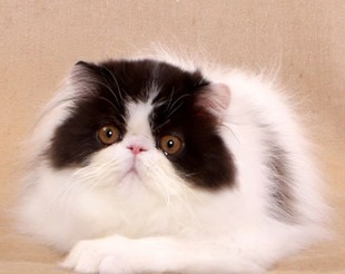 (私家猫舍出品)纯种长毛波斯猫黑白奶牛色 标准双色八字脸