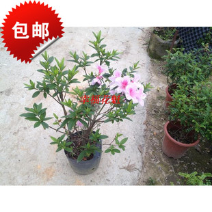 杜鹃 茉莉盆栽盆景包邮 ￥24 已售1件 ￥( 0折) 淘宝 包邮毛杜鹃 毛