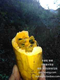 野果九月瓜牛卵坨拿藤包野生木通果麻藤八牛哈卵马泡福建三明闽西