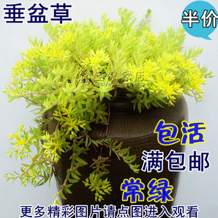 特价防辐射稀有品种多肉植物垂盆草多肉组合盆栽可水培佛甲草包活