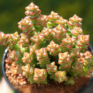 多肉植物小米星群生彩色蜡笔钱串多肉十字星[十字星锦]有根植物