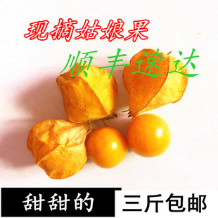 现货新鲜水果东北特产菇娘果灯笼果黄菇娘甜小姑娘果3斤包邮顺丰
