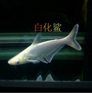 白化虎鲨鱼  span class=h>观赏鱼 /span> 宠物鱼 热带鱼