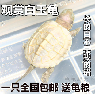 草龟 长寿龟 白玉龟 活体白化精品龟 金线龟 宠物龟 变异乌龟活体