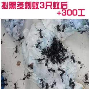 天天特价拟黑多刺蚁蚂蚁活体蚁后宠物中型蚂蚁活蚂蚁后3只带300工