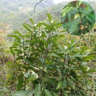 山大颜野生新鲜品中草药材九节木大罗伞火筒树盘筒 山大刀 刀枪木