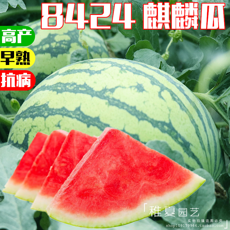 新疆8424西瓜种子种籽高产无籽巨型冰糖麒麟瓜甜王水果蔬菜籽特大