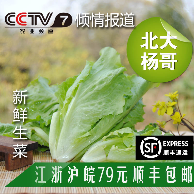 北大杨哥外交官新鲜采摘绿色生态无公害蔬菜生菜500克