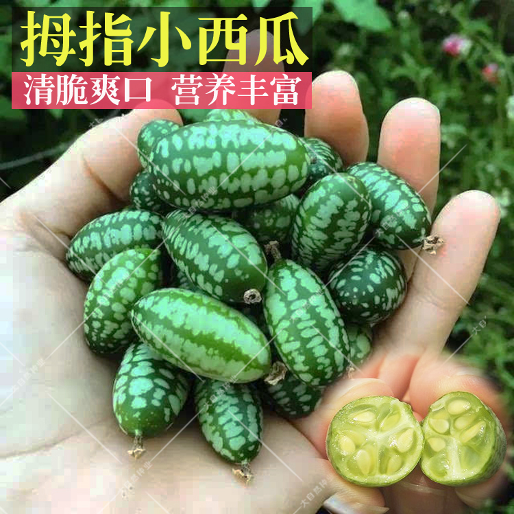 微型拇指西瓜种子迷你水果小西瓜佩普基诺黄瓜阳台盆栽蔬菜四季种