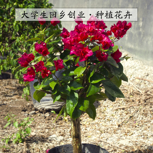 潮州红三角梅盆栽大苗树桩3-5cm包成活攀援树木两季开花一物一拍
