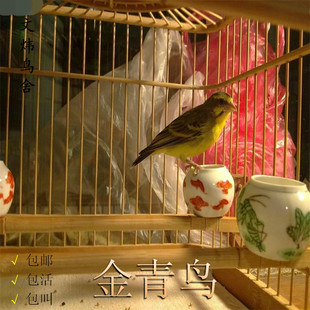 金青鸟活体鸟 黄额丝雀吉达仔大金黄金青观赏鸣叫唱活体鸟 包邮