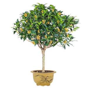 【盆栽植物桂花室内盆景树四季图片】盆栽植物桂花树