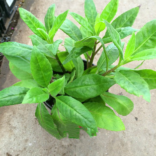 明月草盆栽 富贵菜 泰国仙草平卧菊三七金鸡毛菜降糖草 益寿草图片