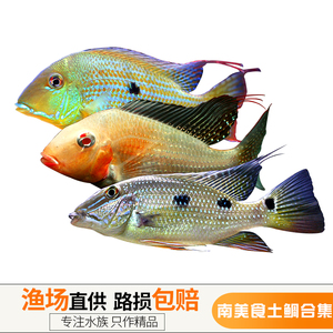 热带观赏 span class=h>鱼/span 南美慈鲷 食土鲷朱巴利关刀申古三