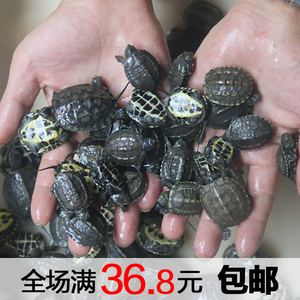 养殖场开店杂交草龟苗中华草龟杂六线草活体龟乌龟水龟宠物龟 ￥ 11.