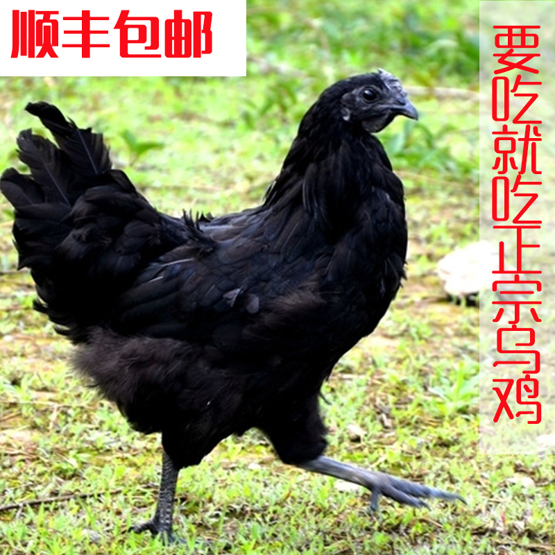 农家散养乌鸡土鸡老母鸡新鲜月子草鸡走地生鸡肉乌骨五黑鸡顺丰