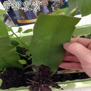 多肉植物昙花 昙花叶片 扦插昙花苗 多色可选花带根大花包邮