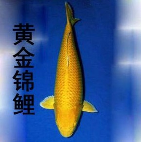日本锦鲤活体纯种 黄金锦鲤 观赏鱼渔场直销满69包邮包活