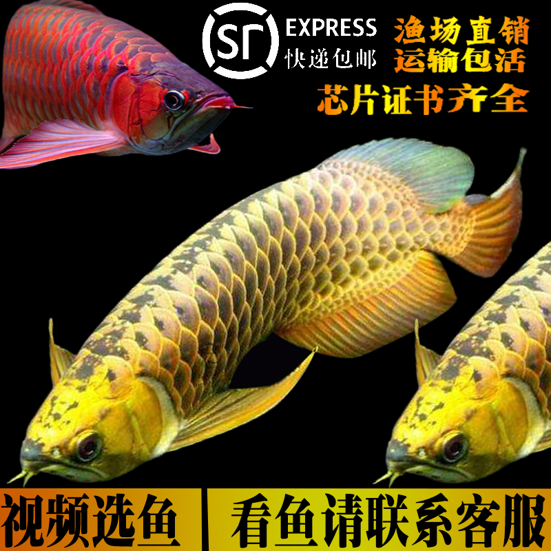 纯种印尼超血红龙鱼金龙鱼活体辣椒高背金头蓝底过背银龙鱼观赏鱼